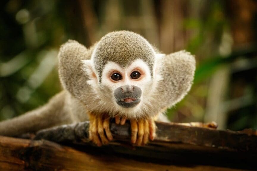 Look,At,Squirrel,Monkey,In,Ecuadorian,Jungle,In,Amazon