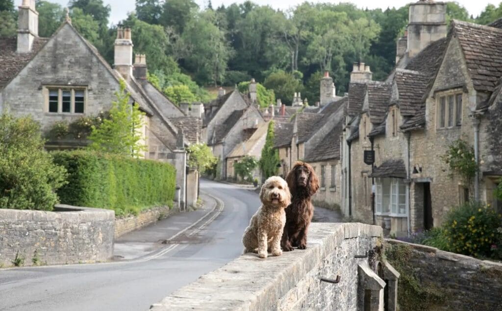 Revolutionising Dog-Friendly Travel for Business and Leisure