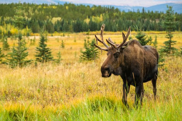 TravMedia_United_Kingdom_medium-sized_1655884_Yukon_Wildlife_Preserve-_moose