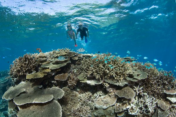 TravMedia_United_Kingdom_medium-sized_1658617_Tourism-and-Events-Queensland_Coral_Gardens_-_Lady_Elliot_Island_-_Photo_Credit__Tourism_Events_Queensland
