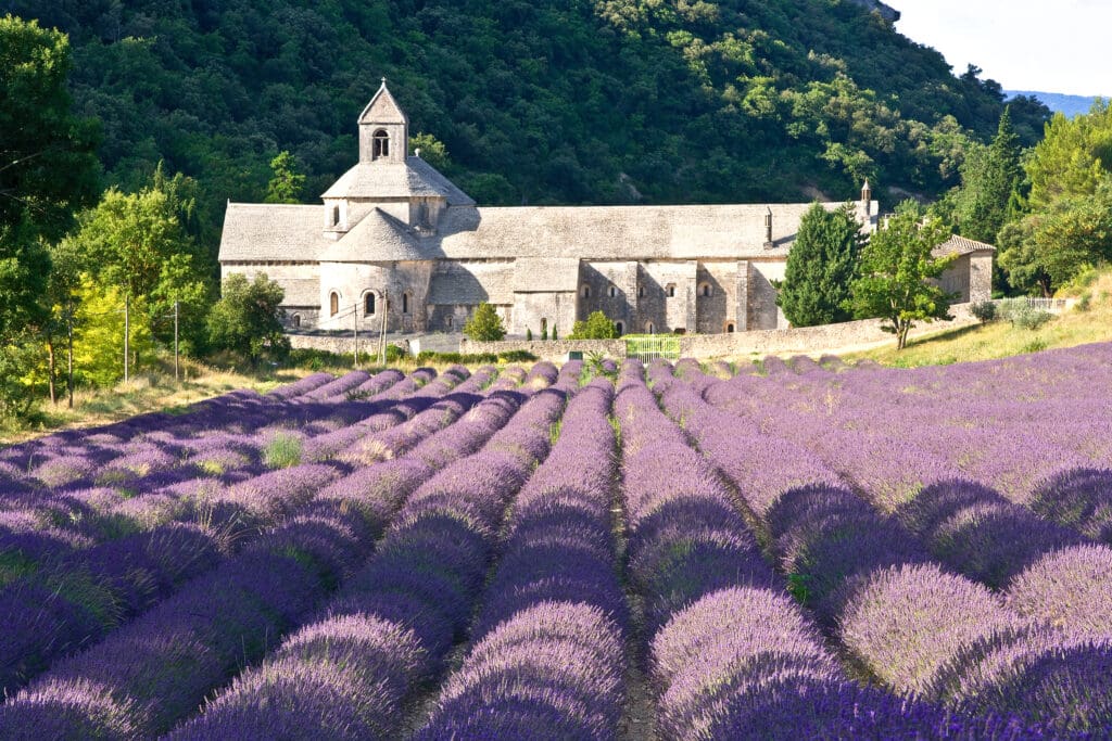 Lavanda,Blooming,In,The,Fields,Of,Provance,Near,Senanque,Abbey Lavanda,Blooming,In,The,Fields,Of,Provance,Near,Senanque,Abbey
