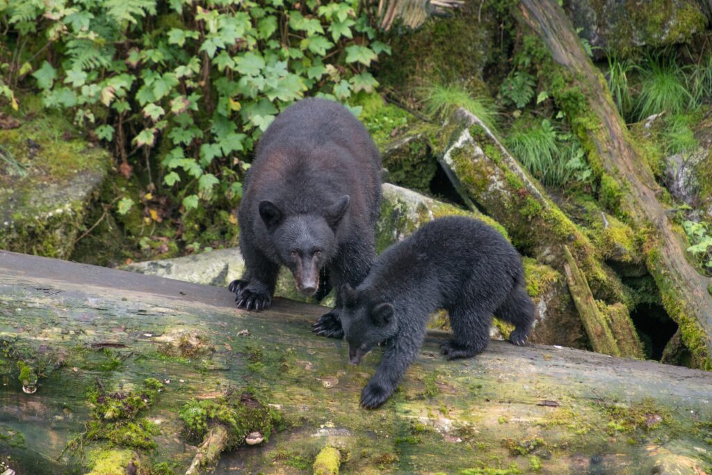 A,Stock,Image,Of,Mama,Bear,And,Cub,,Anan,Creek