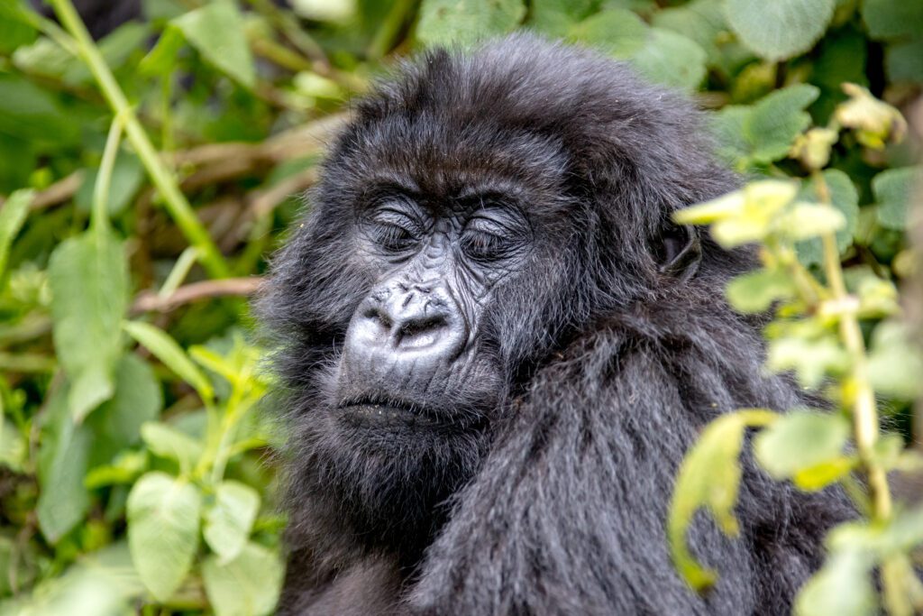 Gorillas,At,Volcanoes,National,Park