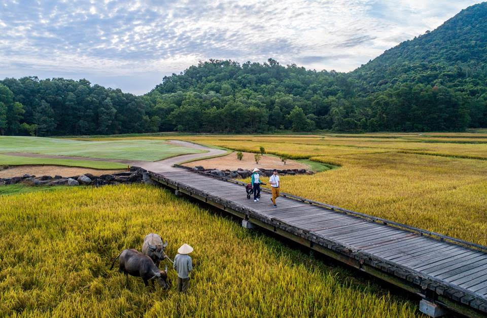 Rice fields golf course