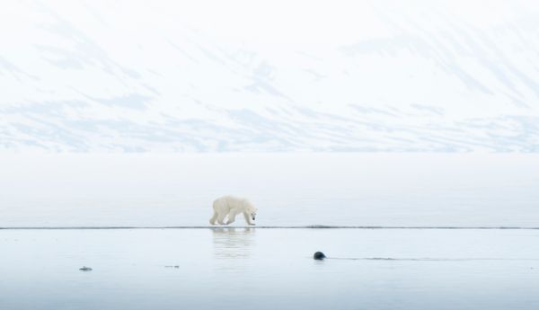 Secret_Atlas_medium-sized_1699079_polar-bear-ice-edge-Seal-Virgil-Reglioni-SVA-15-May-2025-Secret-Atlas