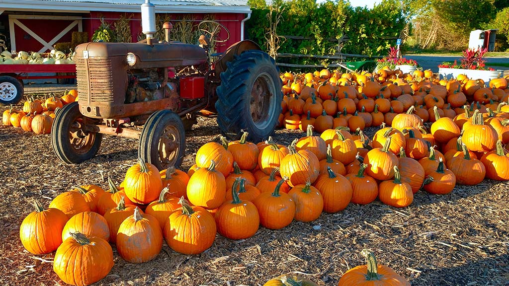 Crisp mornings, fiery red and golden leaves, pumpkin spice, s’mores and ghostly tales — autumn in Tennessee is a season like no other.