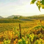 Autumn Uncorked: Temecula Valley Shines with Golden Vineyards