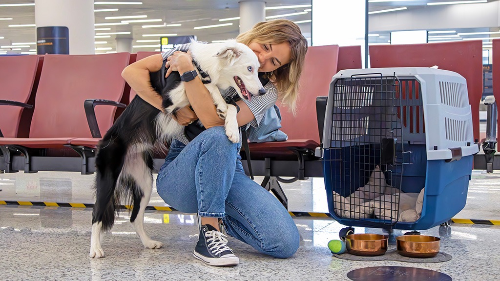 The Roch Dog and Paws Abroad partnership will help make travelling with dogs easier, safer, and worry-free