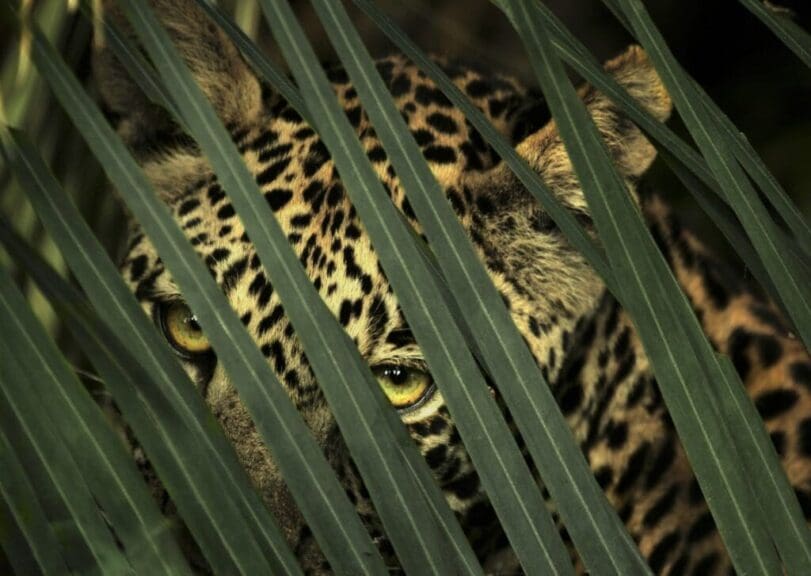 Leopard peering through a palm frond while stalking its prey.