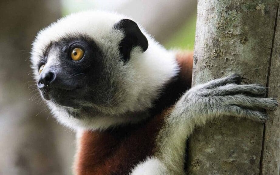 lemur