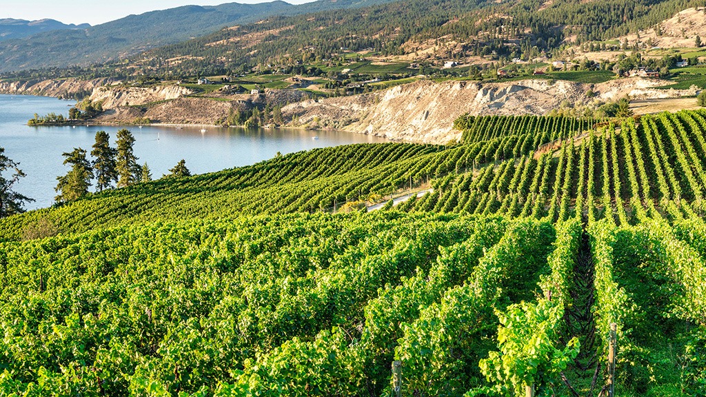 Nestled in the heart of British Columbia's wine country, Osoyoos Lake stands as Canada's warmest freshwater lake and one of the Okanagan Valley's most treasured destinations.
