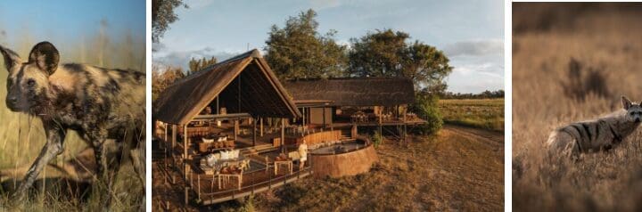 African Wild Dogs &mdash; Bucket List Trips