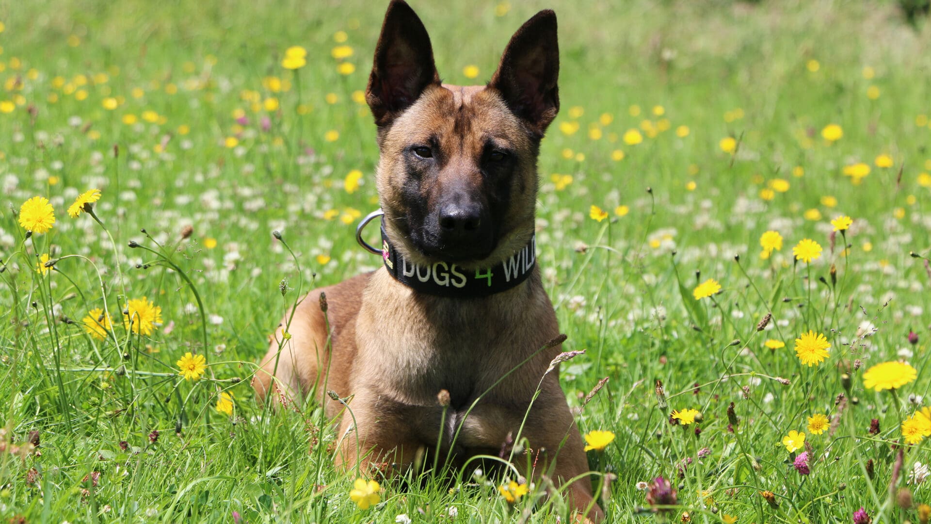 Emiratesskycargopartnerswithukcharityforwildlifeprotection Kuda Scaled