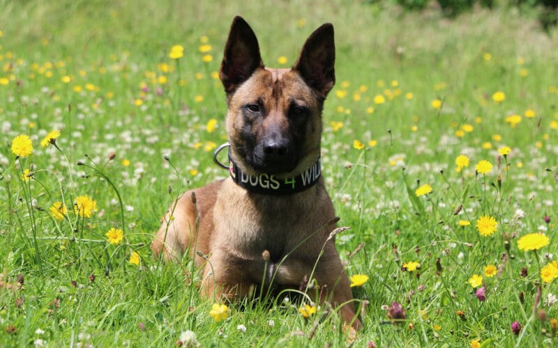 Emiratesskycargopartnerswithukcharityforwildlifeprotection Kuda Scaled