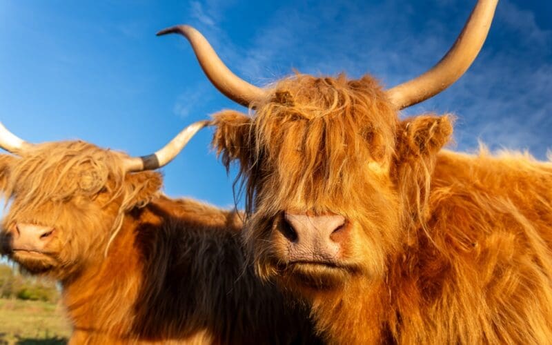Two,Shaggy,Highland,Cattle,With,Long,Curved,Horns,Stand,In