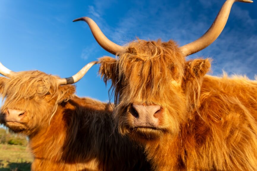 Two,Shaggy,Highland,Cattle,With,Long,Curved,Horns,Stand,In