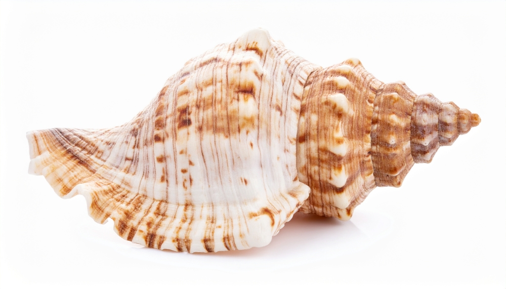 Fresh,Marine,Shell,Isolated,On,White,Background,Representing,Ocean,Abiotik
