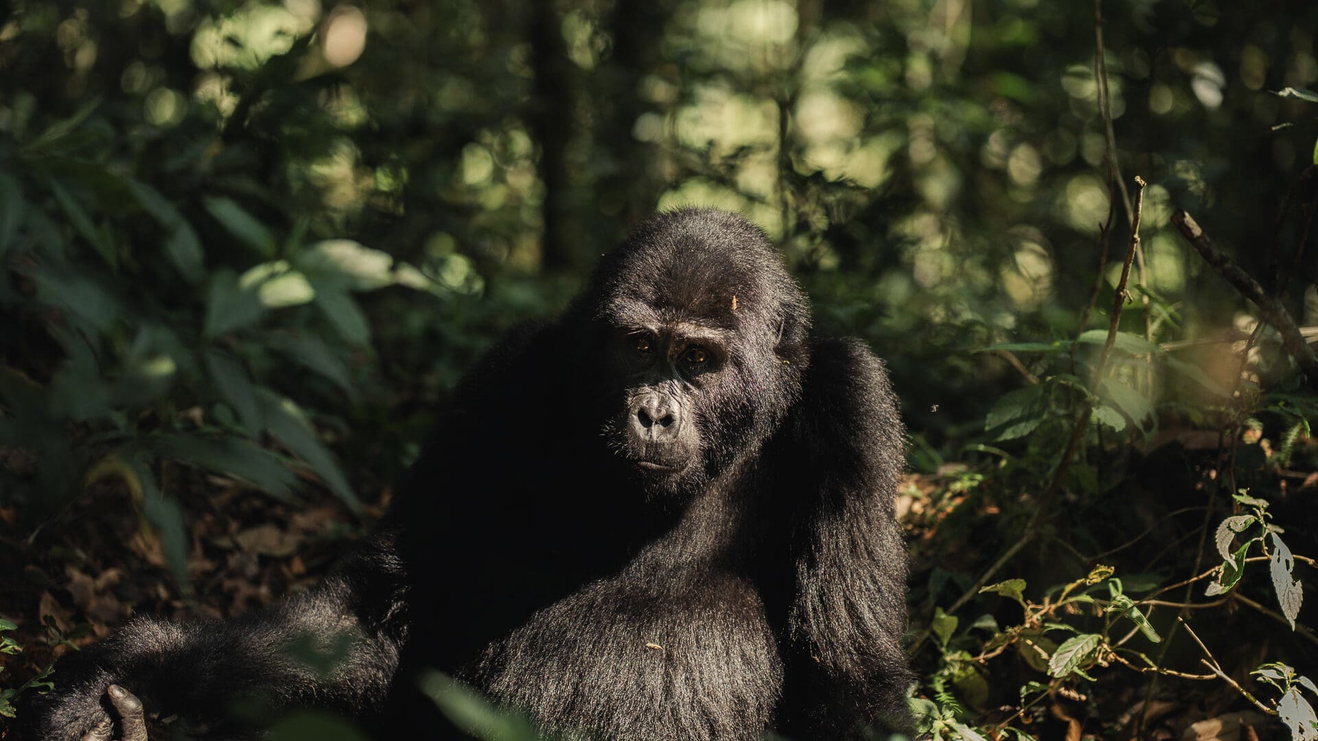 Silverback Mountain Gorilla Trekking 31 Scaled