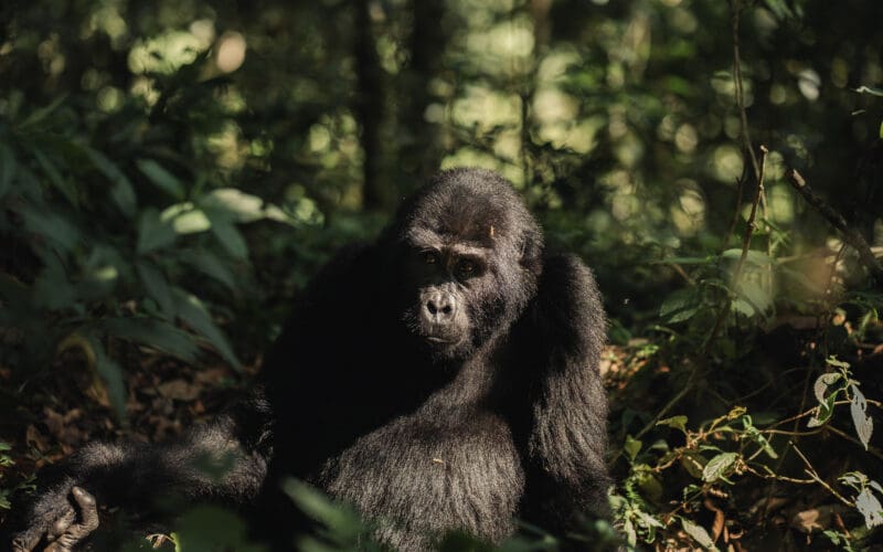 Silverback Mountain Gorilla Trekking 31 Scaled