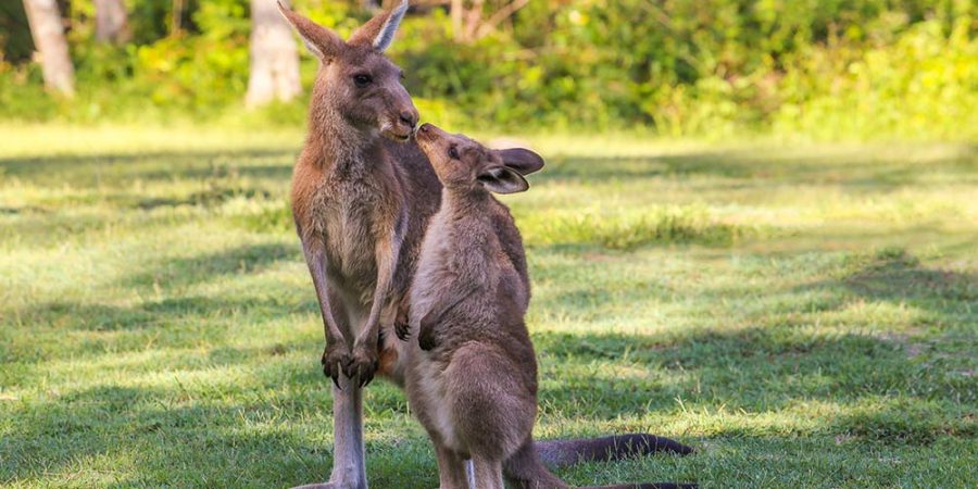 TravMedia United Kingdom 1759019 Kangaroo Mum
