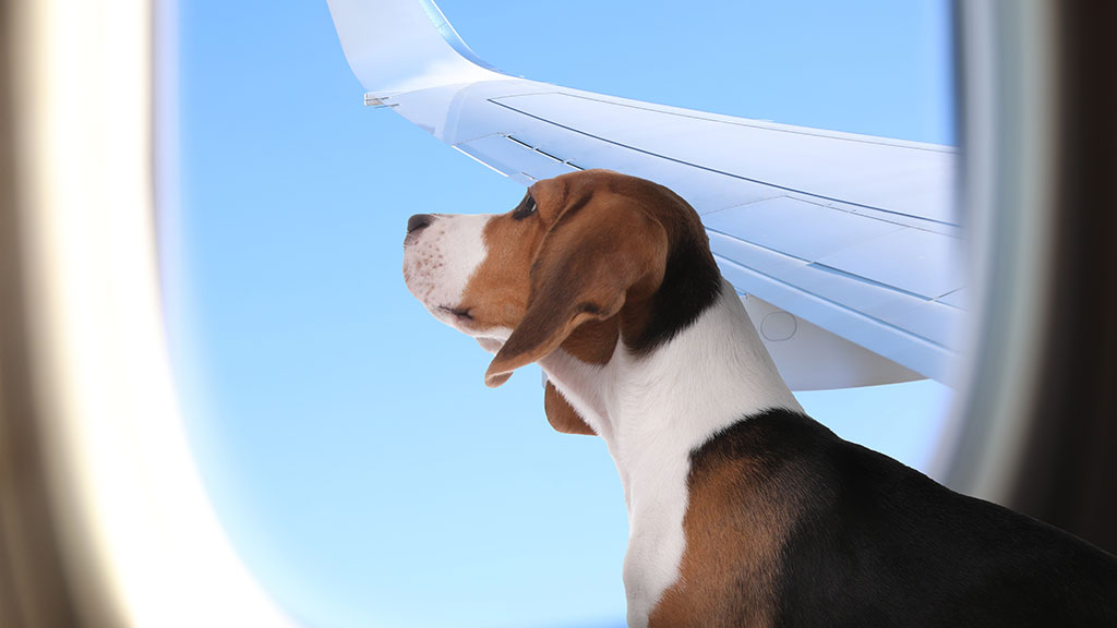 Every year, thousands of American professionals accept job postings, secure work visas, or take up academic posts in the United Kingdom — and for most of them, leaving a pet behind isn't an option.