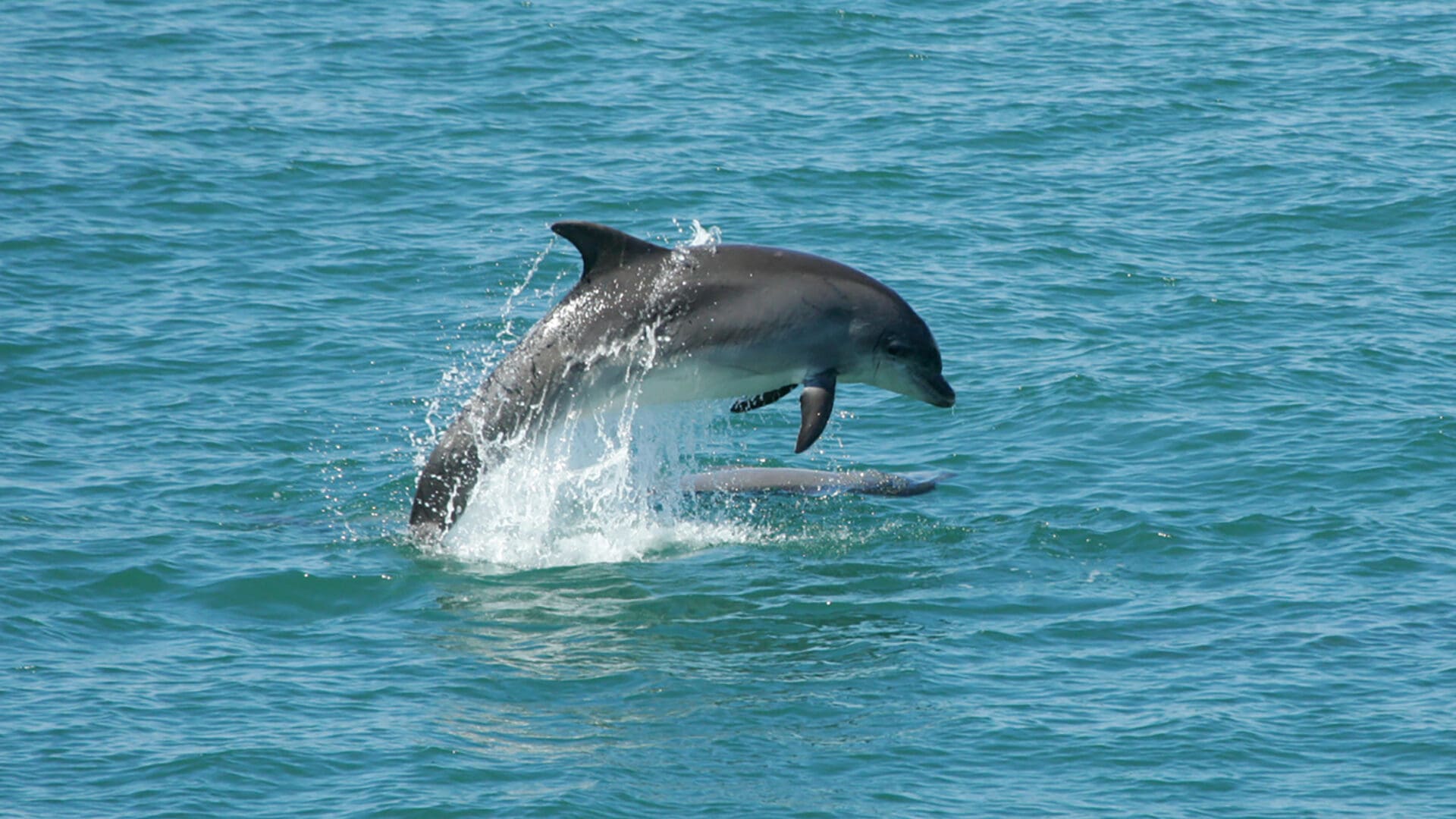 Cardigan Bay Dolphins