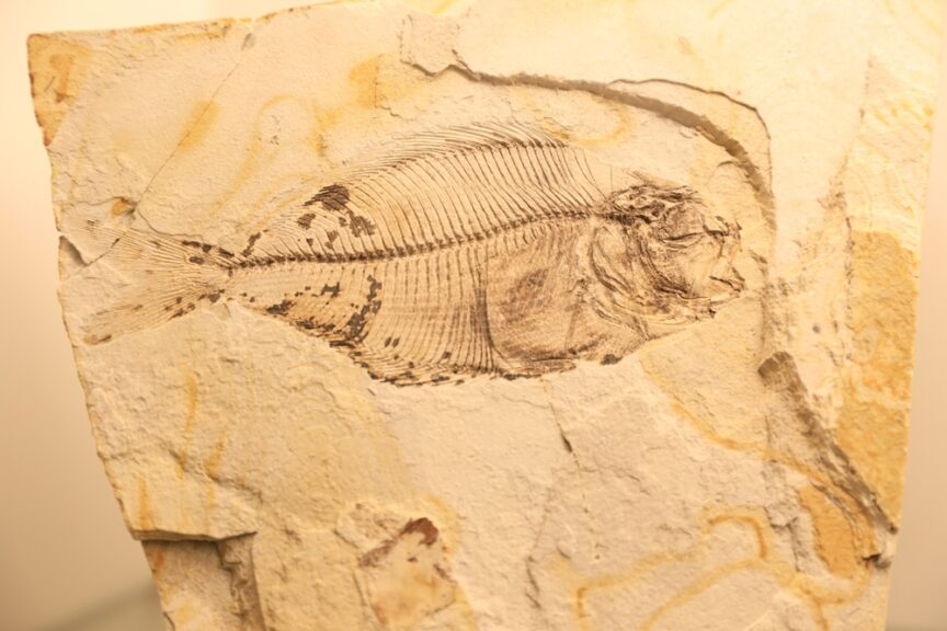 Fossil,Of,A,Fish,In,The,Museum,Mors,,Jutland,,Denmark,