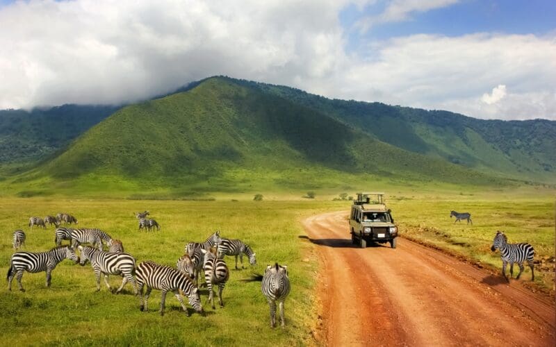 Safari,In,Ngorongoro,Crater,National,Park.,Zebras,Against,Mountains,And