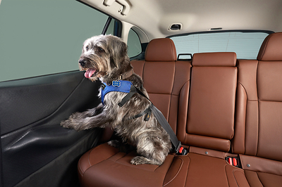 Pet Door Protector